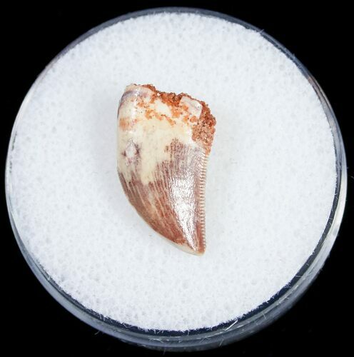 Mottled Surface Raptor Tooth From Morocco - #10778